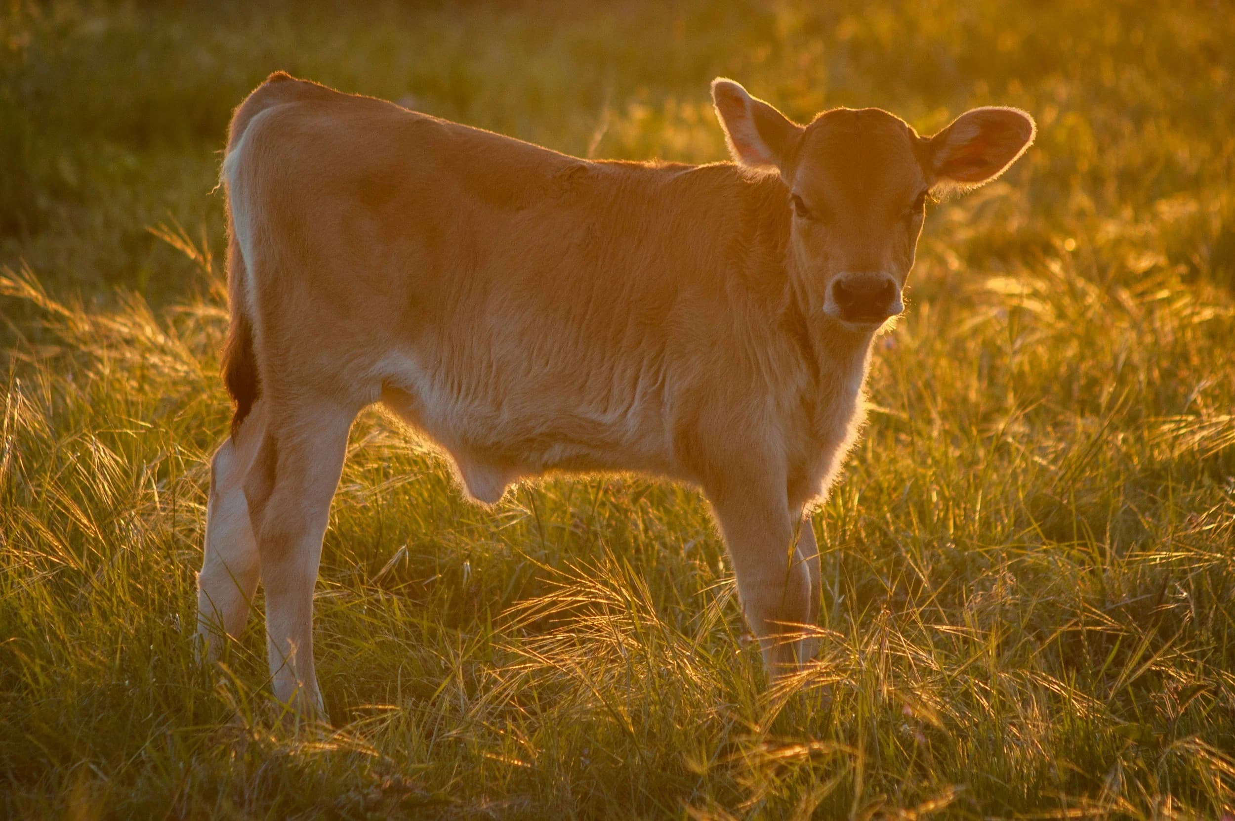 Animals at a sanctuary